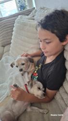 Lost Female Dog last seen Meridian and 6th, Maricopa County, AZ 85120
