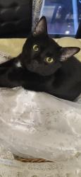 Lost Male Cat last seen Near sw 9 ln miami fl 33194, Miami, FL 33194