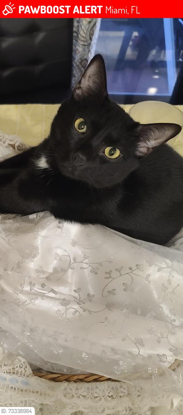 Lost Male Cat last seen Near sw 9 ln miami fl 33194, Miami, FL 33194
