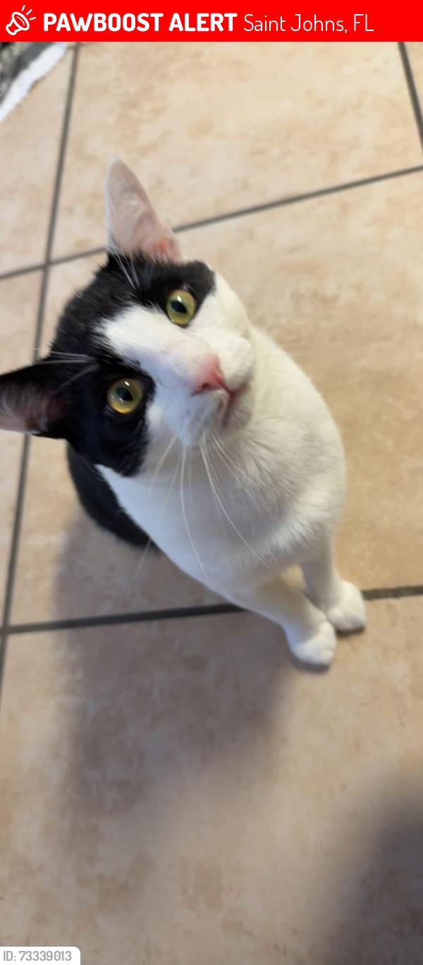 Lost Male Cat last seen Servia Dr and CR2209, Saint Johns, FL 32259