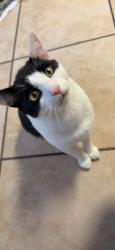 Lost Male Cat last seen Servia Dr and CR2209, Saint Johns, FL 32259