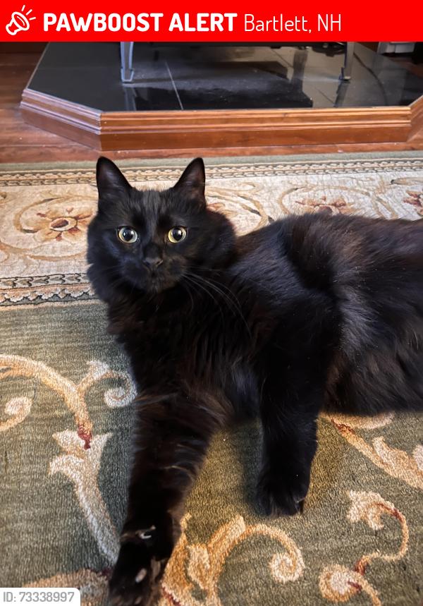 Lost Female Cat last seen Rte 16A, Skyline Drive Intervale/Bartlett, NH, Bartlett, NH 03845