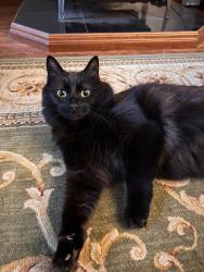 Lost Female Cat last seen Rte 16A, Skyline Drive Intervale/Bartlett, NH, Bartlett, NH 03845
