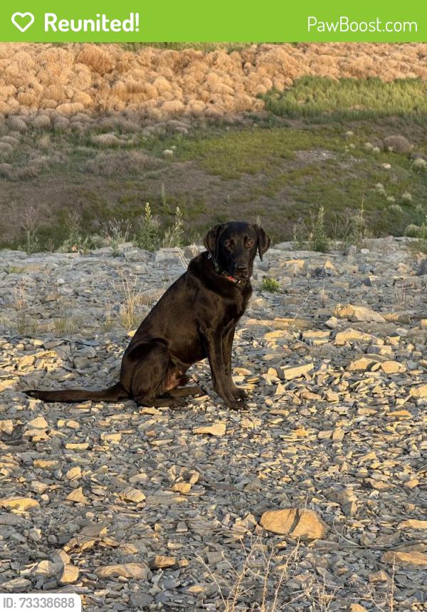 Reunited Male Dog last seen Candelaria and Louisiana, Albuquerque, NM 87110