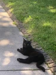 Reunited Female Cat last seen Utopia Pkwy, Queens, NY, 美國, Queens, NY 11358