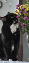 Reunited Female Cat last seen Near Hutchings Street, Greater London, England E14 8JP