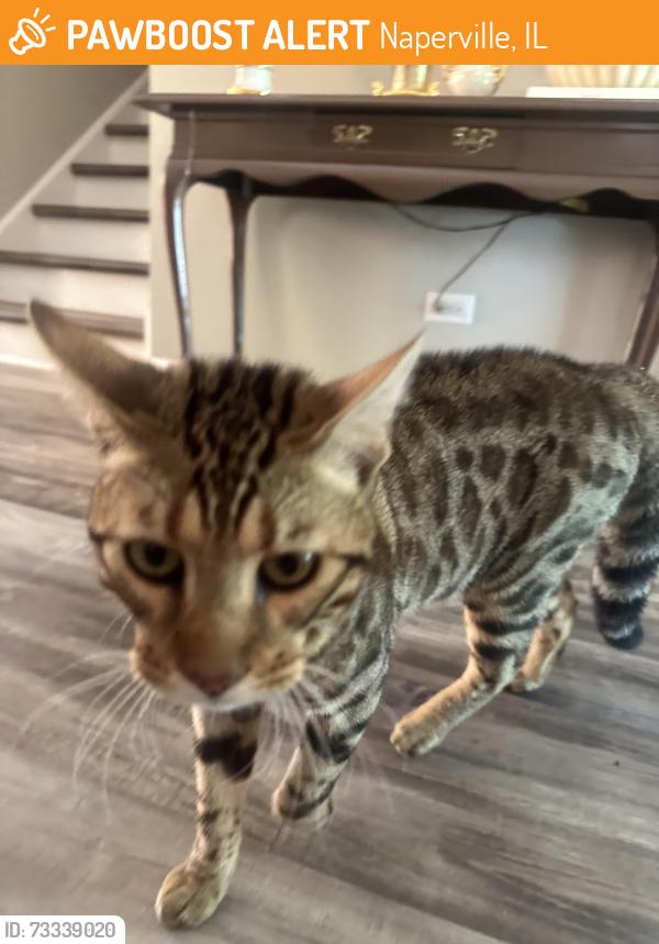 Found/Stray Unknown Cat last seen on 75th street and selma in naperville, Naperville, IL 60540