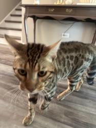 Found/Stray Unknown Cat last seen on 75th street and selma in naperville, Naperville, IL 60540