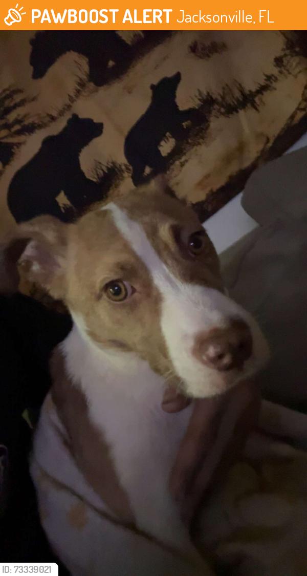 Found/Stray Female Dog last seen Fire station, Jacksonville, FL 32218