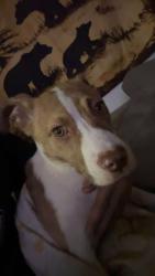Found/Stray Female Dog last seen Fire station, Jacksonville, FL 32218