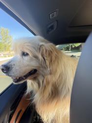 Reunited Unknown Dog last seen Center Street and Old Mill Road, Heber City, UT 84032