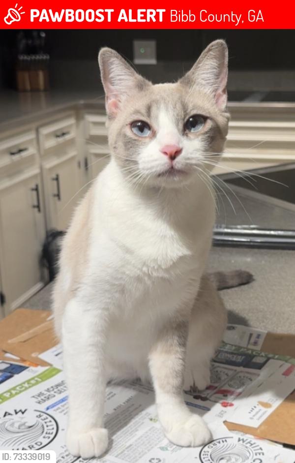 Lost Female Cat last seen Sweetbriar trail, bass rd, Bibb County, GA 31216