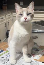 Lost Female Cat last seen Sweetbriar trail, bass rd, Bibb County, GA 31216