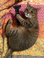 Reunited Female Cat last seen South High/Virginia - Wash Park East, Denver, CO 80209