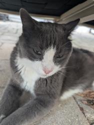 Found/Stray Unknown Cat last seen Randolph/Lathrop Ave, Forest Park, IL 60130