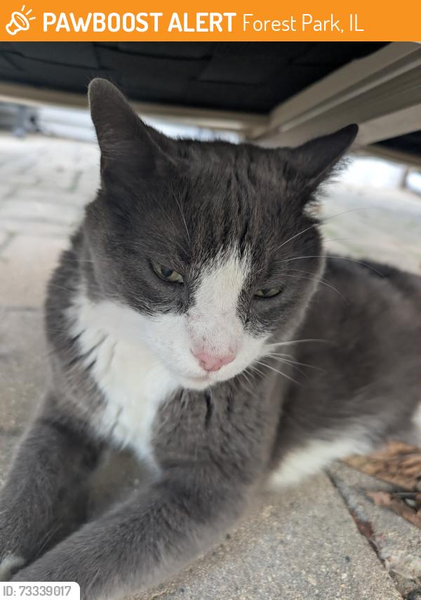 Found/Stray Unknown Cat last seen Randolph/Lathrop Ave, Forest Park, IL 60130