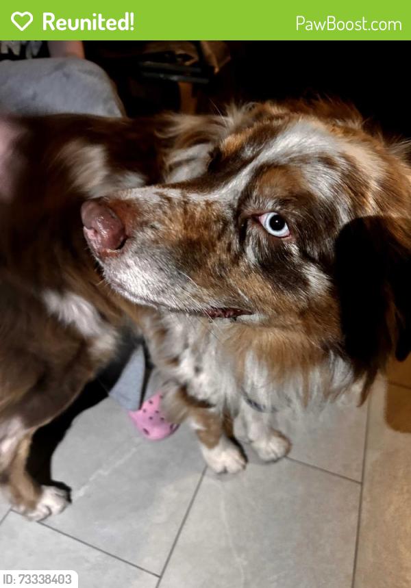 Reunited Unknown Dog last seen Found this dog by a gas station near 10121 Whittier Blvd Whittier, CA, Whittier, CA 90606