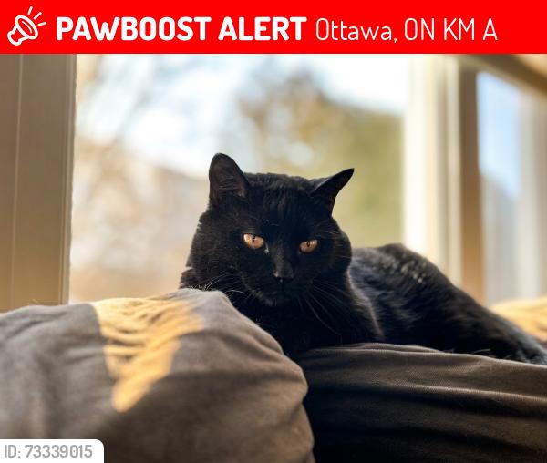 Lost Female Cat last seen Steeple Chase and Inwood, Ottawa, ON K2M 2A4