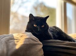 Lost Female Cat last seen Steeple Chase and Inwood, Ottawa, ON K2M 2A4