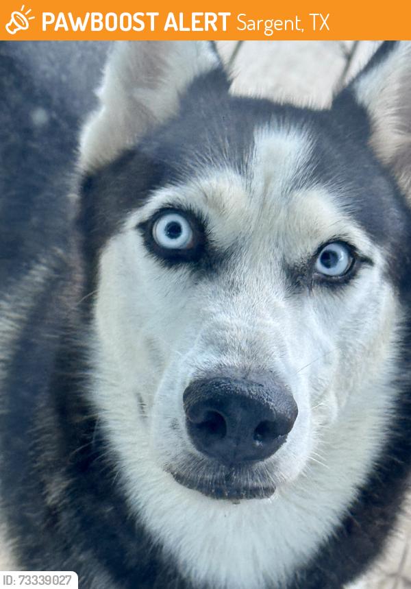 Found/Stray Male Dog last seen FM 457, Sargent, TX 77414
