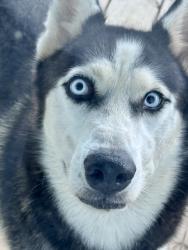 Found/Stray Male Dog last seen FM 457, Sargent, TX 77414