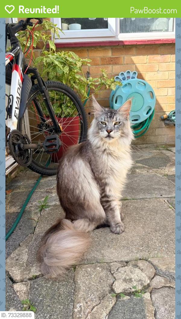 Reunited Male Cat last seen LOWESTOFT ROAD, Portsmouth, England PO6 3RN