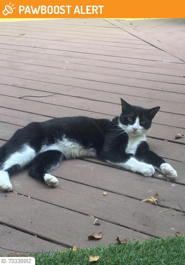 Found/Stray Unknown Cat last seen Bethany Church, West Bloomfield Township, MI 48324