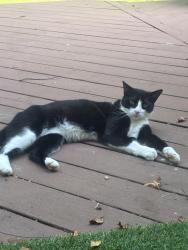 Found/Stray Unknown Cat last seen Bethany Church, West Bloomfield Township, MI 48324
