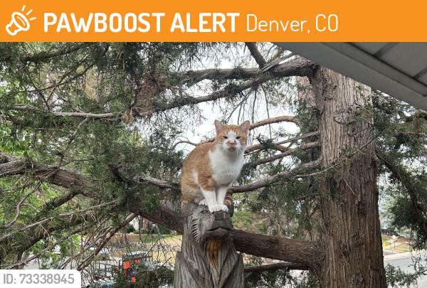 Found/Stray Male Cat last seen Alameda and S. Nome St Aurora Colorado, Denver, CO 80012