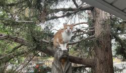 Found/Stray Male Cat last seen Alameda and S. Nome St Aurora Colorado, Denver, CO 80012