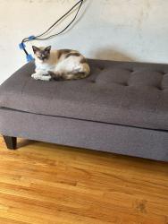 Lost Female Cat last seen Wester and Marine, Gardena, CA 90249