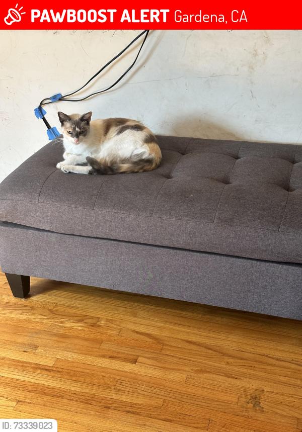 Lost Female Cat last seen Wester and Marine, Gardena, CA 90249