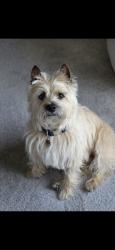 Reunited Male Dog last seen Bells Mill & Cedar Creek, Shepherdsville, KY 40165