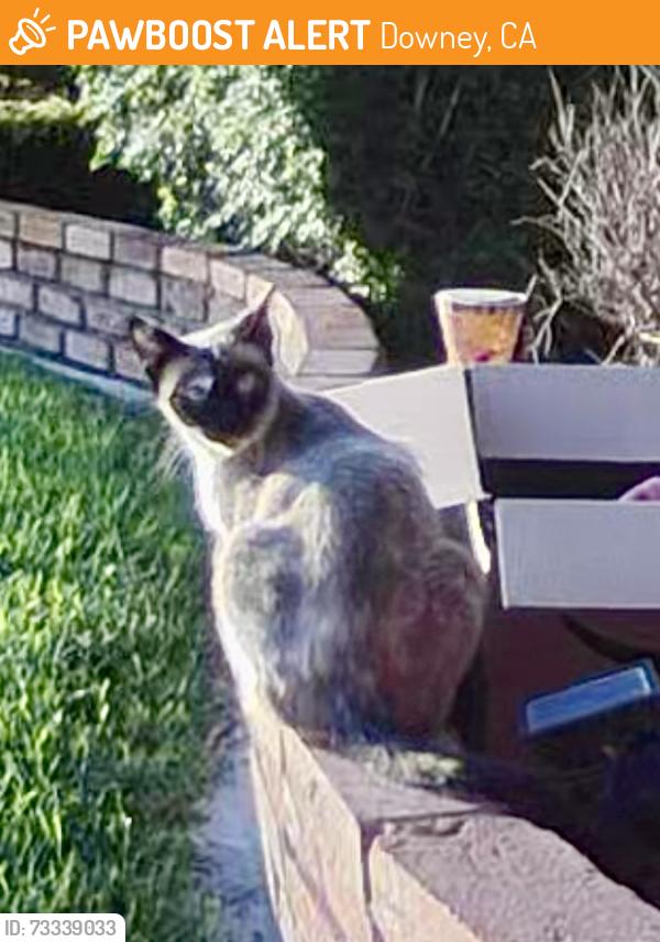 Found/Stray Female Cat last seen Woodruff and florence, Downey, CA 90240