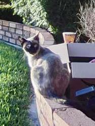 Found/Stray Female Cat last seen Woodruff and florence, Downey, CA 90240