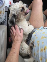 Found/Stray Male Dog last seen Near, Pasadena, TX 77506