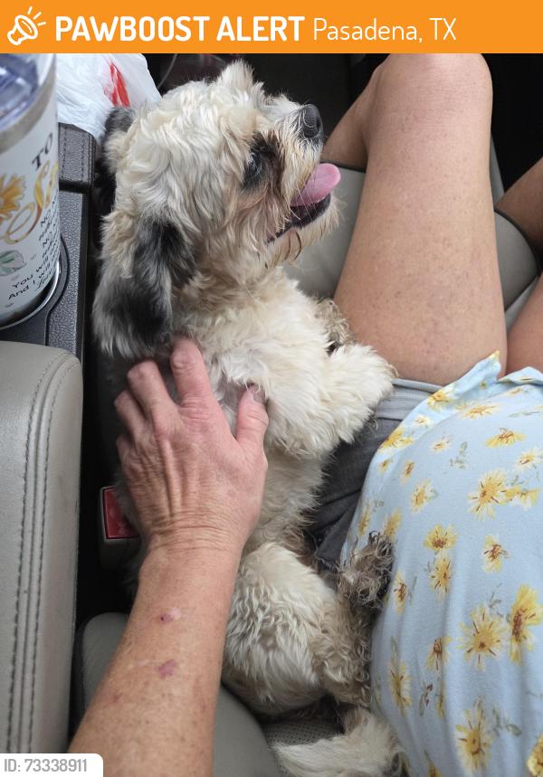 Found/Stray Male Dog last seen Near, Pasadena, TX 77506