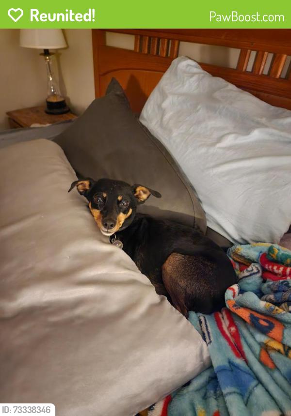 Reunited Female Dog last seen Forest hill terrace, Macon, GA 31210