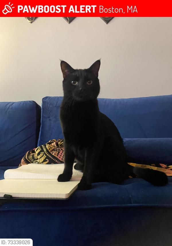 Lost Male Cat last seen Near chestnut hill avenue, Boston, MA 02135