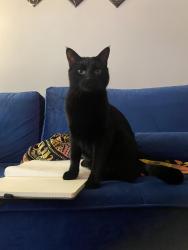 Lost Male Cat last seen Near chestnut hill avenue, Boston, MA 02135