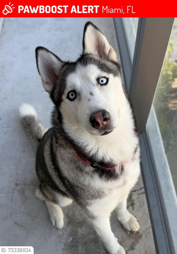 Lost Female Dog last seen Metro trail, Miami, FL 33132