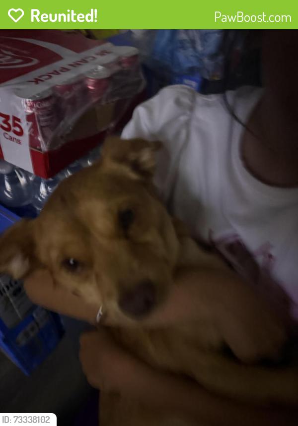 Reunited Male Dog last seen palm st, San Jose, CA 95110