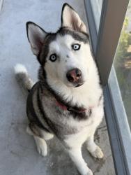 Lost Female Dog last seen Metro trail, Miami, FL 33132