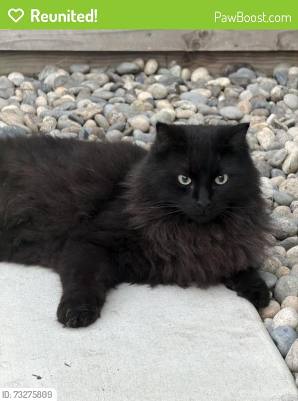 Reunited Male Cat last seen Herndon and McCall, Clovis, CA 93619