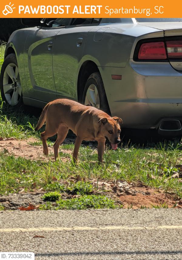 Found/Stray Female Dog last seen Starline St, Spartanburg, SC 29307