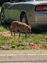 Found/Stray Female Dog last seen Starline St, Spartanburg, SC 29307
