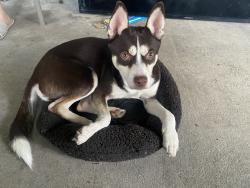 Found/Stray Male Dog last seen Jim Johnson and Oakview blvd, Plant City, FL 33566