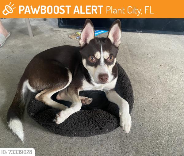 Found/Stray Male Dog last seen Jim Johnson and Oakview blvd, Plant City, FL 33566