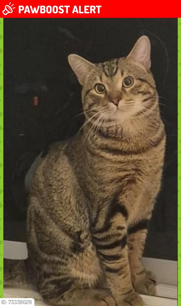 Lost Male Cat last seen he was lost around the construction area across from the big lake, Sturgeon County, AB 