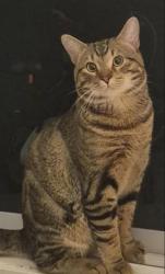 Lost Male Cat last seen he was lost around the construction area across from the big lake, Sturgeon County, AB 